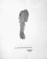 Coleosporium tussilaginis image